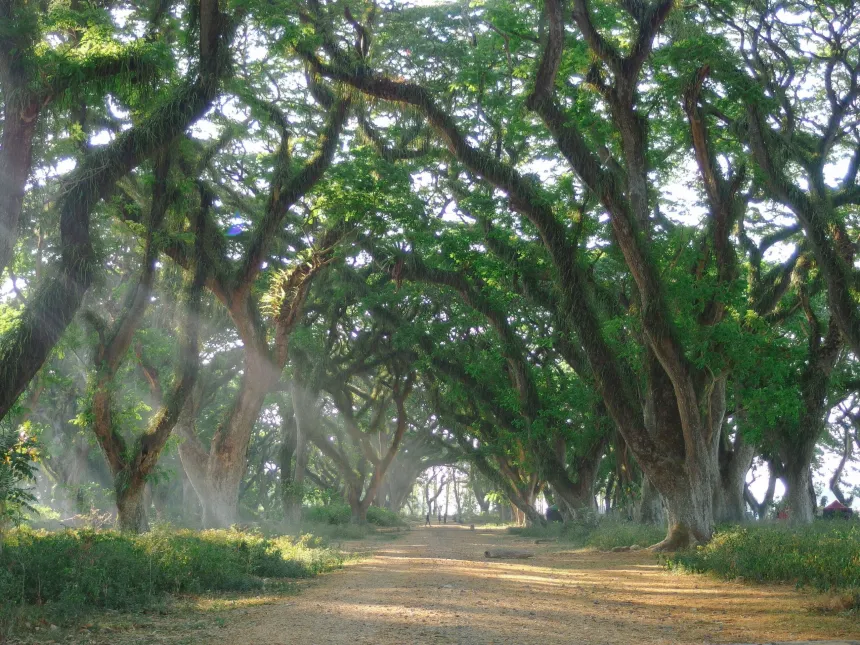 You are currently viewing Memperkenalkan Keindahan Alam Hutan De Djawatan di Banyuwangi